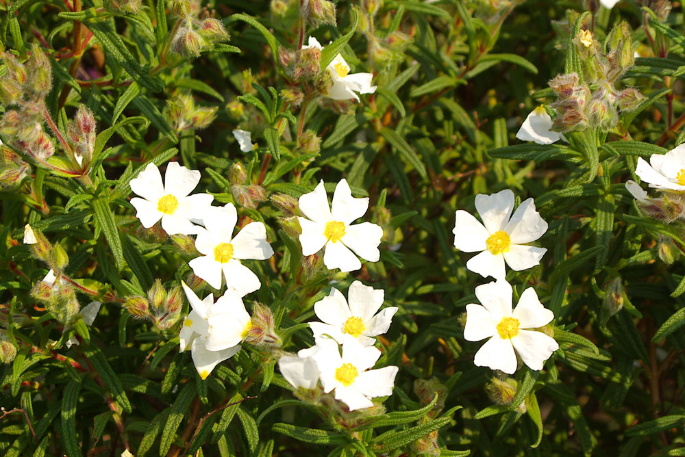 Cistus monspeliensis / Cisto di Montpellier